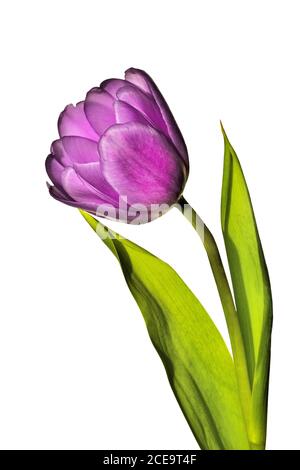 Single purple tulip flower close up, isolated on white background Stock Photo