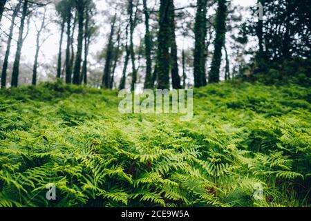 Bright green plants growing in the forest. Horizontal outdoors shot. Stock Photo