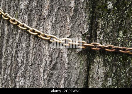 the old chain on the trunk of an old tree, Stock Photo