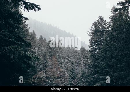 Beautiful winter forest with coniferous trees in fog sky. Pyrenees. Stock Photo