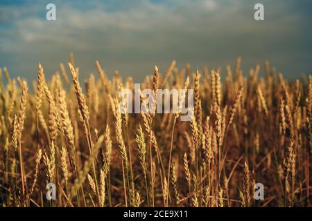 Close up of ripe wheat ears field. Selective focus. Stock Photo