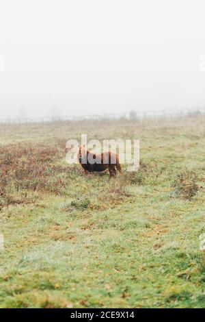 Brown hairy pony grazing on green meadow in foggy day. Stock Photo