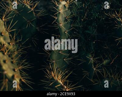 Close-up spiky cactus Stock Photo