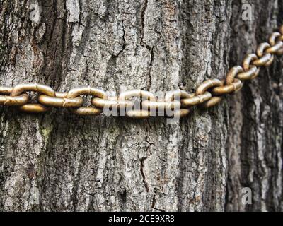 the old chain on the trunk of an old tree, Stock Photo