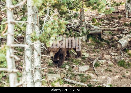 Huge brown bear standing at tree and looking at camera in forest in natural reserve Stock Photo