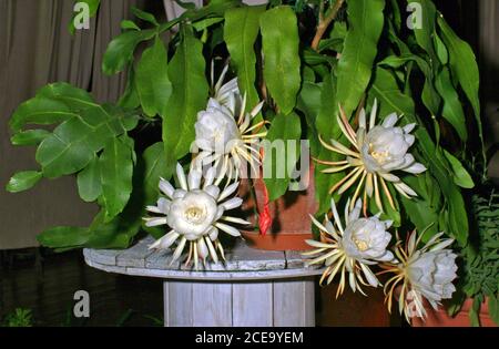 Belle de Nuit, Lady of the Night, Queen of the Night, Night blooming  Cereus, Dutchman's Pipe Stock Photo - Alamy