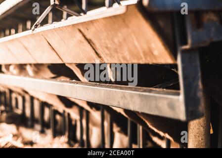 Cute little calves being fed with machine in corral on a farm. Stock Photo