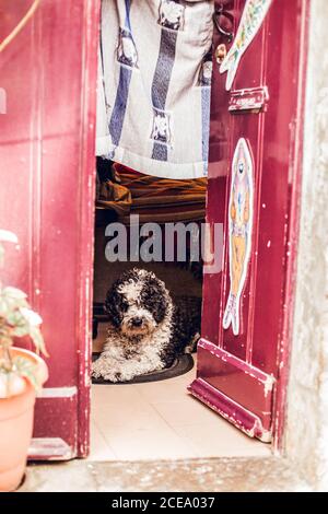 Cute black and white dog lying on small carpet at grungy door in Sintra, Lisboa, Portugal Stock Photo