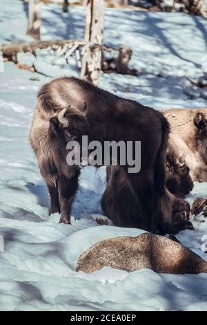 Herd of wild bisons pasturing in winter forest on hill in Les Angles, Pyrenees, France Stock Photo