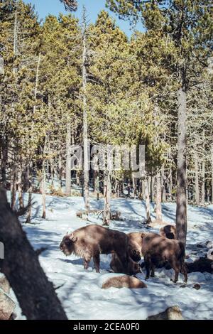 Herd of wild bisons pasturing in winter forest on hill in Les Angles, Pyrenees, France Stock Photo