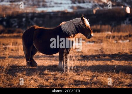 Side view of beautiful horse pasturing on meadow between mountains at sunset in Cerdanya, France Stock Photo