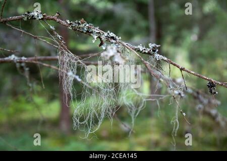 Usnea or beard lichen in Finnish forest Stock Photo