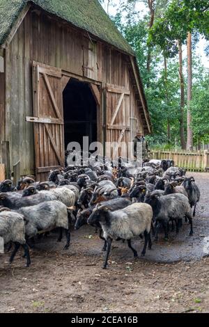 Shoot from the stable, Heidschnucken sheep herd, in the Höpener heath, Schneverdingen, heather bloom of the broom heath, in the nature reserve Lünebur Stock Photo