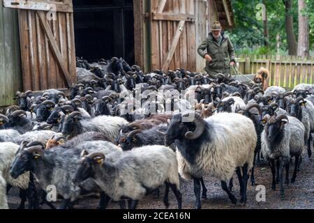 Shoot from the stable, Heidschnucken sheep herd, in the Höpener heath, Schneverdingen, heather bloom of the broom heath, in the nature reserve Lünebur Stock Photo