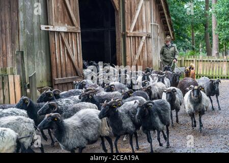 Shoot from the stable, Heidschnucken sheep herd, in the Höpener heath, Schneverdingen, heather bloom of the broom heath, in the nature reserve Lünebur Stock Photo