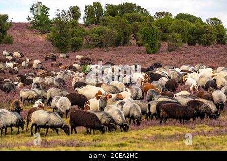 Heidschnucken sheep herd, in the Lüneburger Heide, heath, near the village of Niederhaverbeck, heather bloom of the broom heath, in the nature reserve Stock Photo