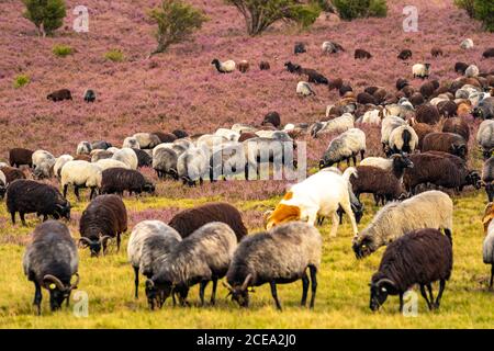 Heidschnucken sheep herd, in the Lüneburger Heide, heath, near the village of Niederhaverbeck, heather bloom of the broom heath, in the nature reserve Stock Photo