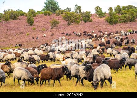 Heidschnucken sheep herd, in the Lüneburger Heide, heath, near the village of Niederhaverbeck, heather bloom of the broom heath, in the nature reserve Stock Photo