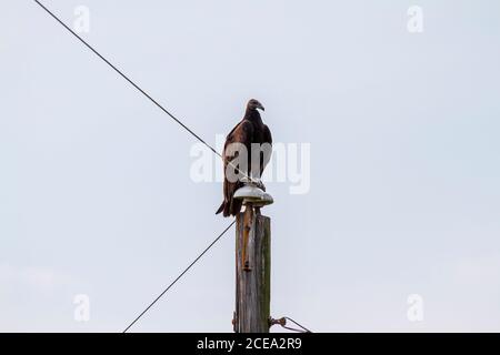 Bug eye close up view of an American Black Vulture (Coragyps atratus) resting on a telephone post on a sunny day.This is a large dark colored scavenge Stock Photo