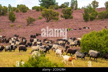 Heidschnucken sheep herd, in the Lüneburger Heide, heath, near the village of Niederhaverbeck, heather bloom of the broom heath, in the nature reserve Stock Photo