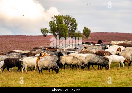 Heidschnucken sheep herd, in the Lüneburger Heide, heath, near the village of Niederhaverbeck, heather bloom of the broom heath, in the nature reserve Stock Photo
