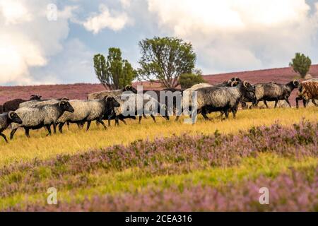 Heidschnucken sheep herd, in the Lüneburger Heide, heath, near the village of Niederhaverbeck, heather bloom of the broom heath, in the nature reserve Stock Photo