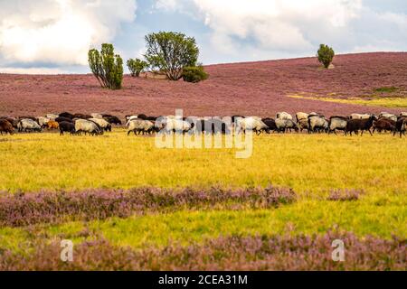 Heidschnucken sheep herd, in the Lüneburger Heide, heath, near the village of Niederhaverbeck, heather bloom of the broom heath, in the nature reserve Stock Photo