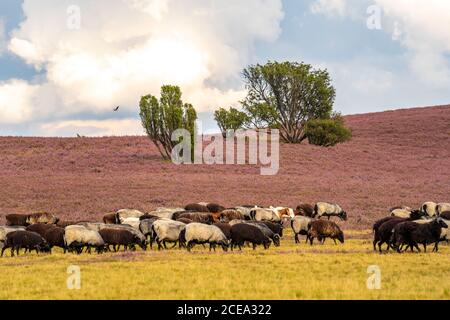 Heidschnucken sheep herd, in the Lüneburger Heide, heath, near the village of Niederhaverbeck, heather bloom of the broom heath, in the nature reserve Stock Photo