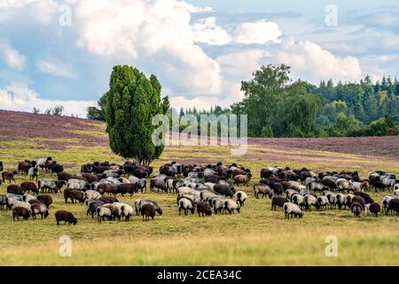 Heidschnucken sheep herd, in the Lüneburger Heide, heath, near the village of Niederhaverbeck, heather bloom of the broom heath, in the nature reserve Stock Photo