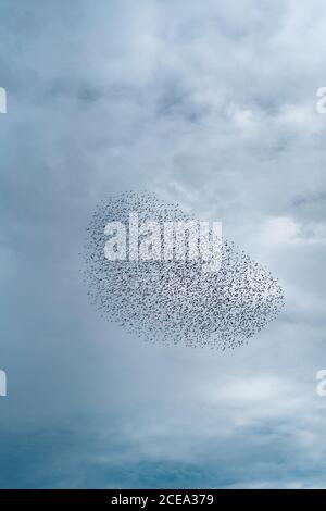 Flock of birds in overcast sky Stock Photo