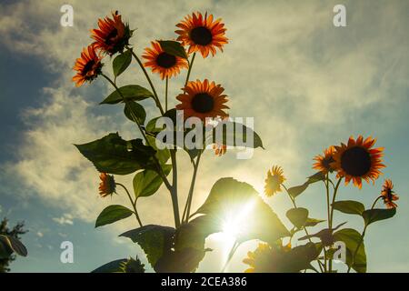 Backlit wide angle image of fully grown sunflower (Helianthus) plants in a farm. Image features multiple flowers facing away from sun while sunlight, Stock Photo