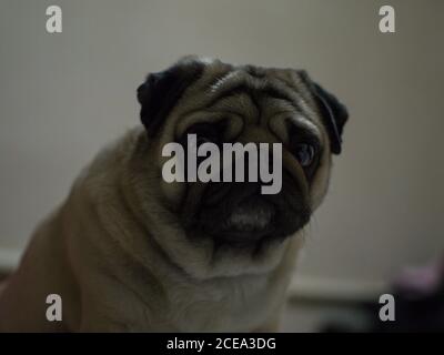 Pug in a Hostel in Bishkek, Kyrgyzstan Stock Photo