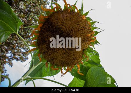 Close up image of a grown up sunflower which is facing down to the ground. Image taken from underneath the flower shows details of the seeds, petals a Stock Photo