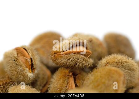 Fruits of the dwarf almond, Prunus tenella, close-up Stock Photo