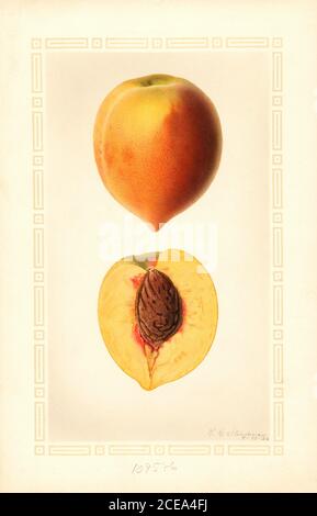 Peaches, Yellow Hiley Variety, Fort Valley, Peach County, Georgia, USA, Watercolor Illustration by Royal Charles Steadman, U.S. Department of Agriculture Pomological Watercolor Collection, 1926 Stock Photo