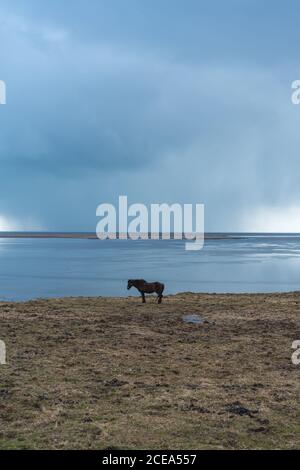 Side view of icelandic brown horse standing on shore of lake in valley Stock Photo