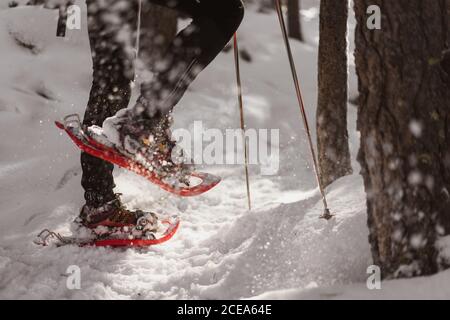 Legs of anonymous female in snowshoes walking on fresh snow near tree trunks in amazing forest Stock Photo