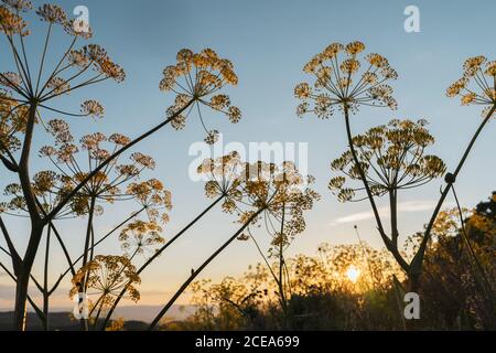 Close-up shot of large yellow umbels of dill made at alpine El Montcau, Barcelona Spain from below Stock Photo