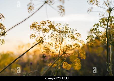 Close-up view of blooming dill umbels on background of sun setting on blue sky in?at El Montcau,?Barcelona, Spain Stock Photo