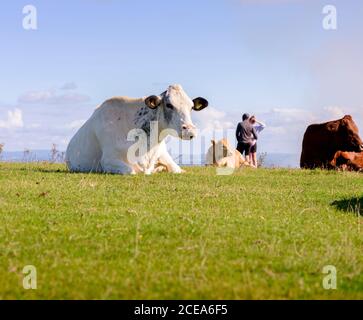Cows grazing on Firle Beacon late summer, East Sussex, UK Stock Photo