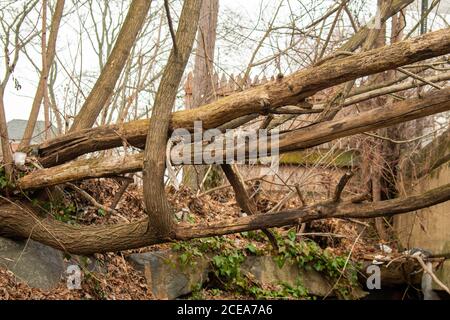 Large Fallen Tree Branches Suspended Over a Grassy Hill in an Autumn Forest Stock Photo