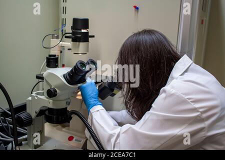 A woman researcher wearing white laboratory coat and nitrile gloves is looking at a biological specimen under inverted light microscope at a medical l Stock Photo