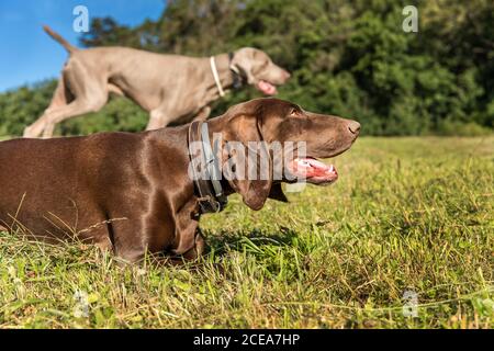 Hunting hounds on a green field. Wildlife hunting. A hunting dog lies in a meadow. Stock Photo