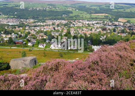 Heather at the Cow & Calf Rocks on Ilkley Moor in West Yorkshire Stock Photo