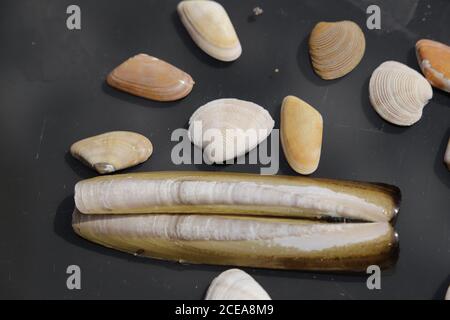 Sea shells on a black background Stock Photo