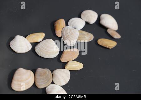 Sea shells on a black background Stock Photo