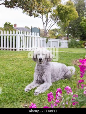 grey standard poodle with no collar laying on lawn facing observer in residential type garden, white picket fence and trees in background, pink flower Stock Photo