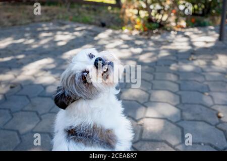small terrier dog, white with black ears, brown eyes, looking back over her shoulder as if for a treat, smiling, crooked teeth, very sweet Stock Photo