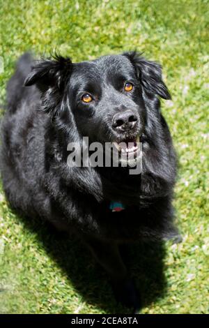 Beautiful fluffy large black dog, Newfoundland  Australian shepherd mix, looking up on lawn background Stock Photo