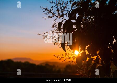 Closeup shot of silhouettes of tree leaves on background of amazing evening sky with bright setting sun Stock Photo